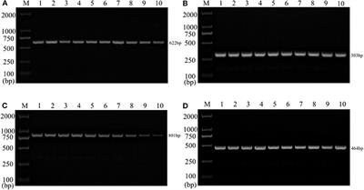 Establishment and Application of Multiplex PCR for Simultaneously Detecting Escherichia coli, Salmonella, Klebsiella pneumoniae, and Staphylococcus aureus in Minks